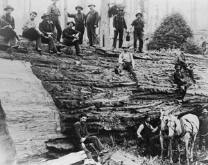 Lumbermen and the Whistle-Aware White Logging Horses